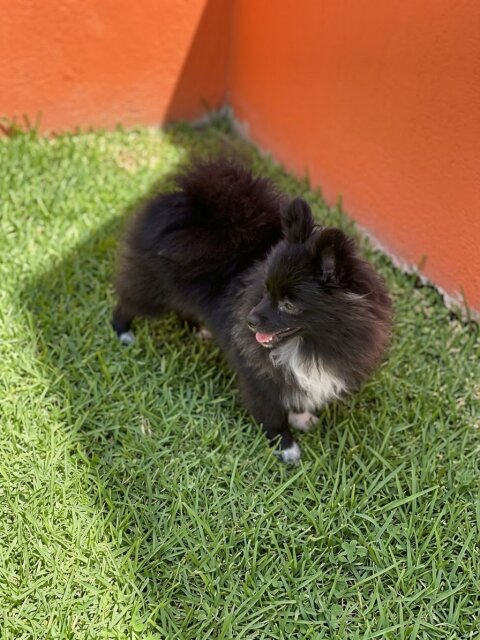 Female Pomeranian