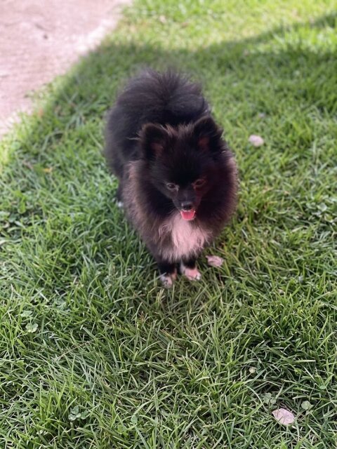 Female Pomeranian Dogs Duhaney Park