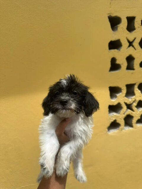 Shih Tzu
