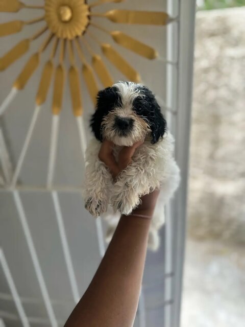 Shih Tzu Dogs Portmore