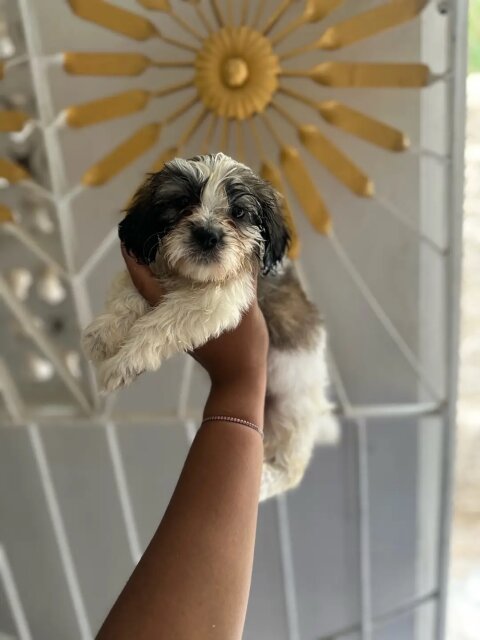 Shih Tzu