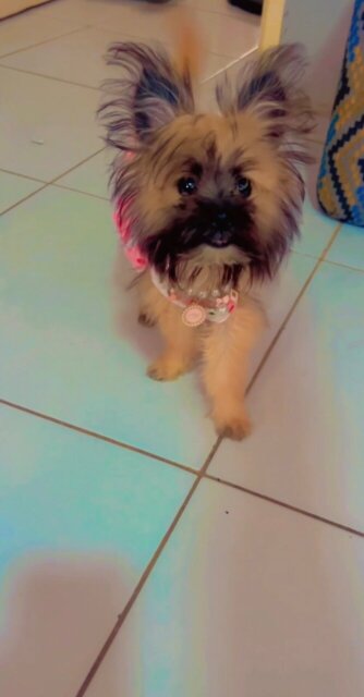Female Pomeranian X Yorkie Mix