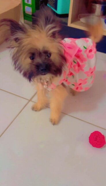 Female Pomeranian X Yorkie Mix Dogs Spanish Town