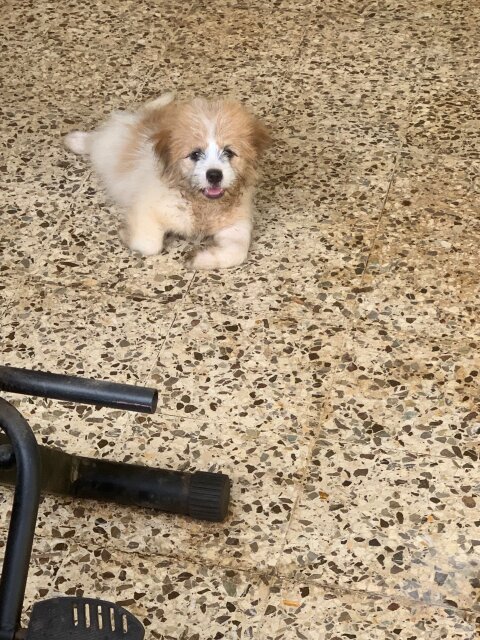 Shih Tzu / Pomeranian Mix Dogs Portmore