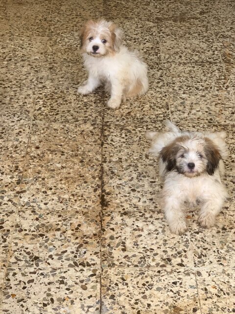 Shih Tzu / Pomeranian Mix