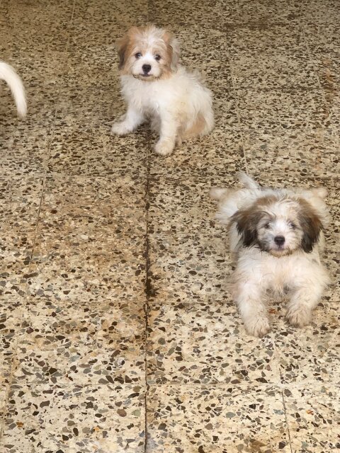 Shih Tzu / Pomeranian Mix