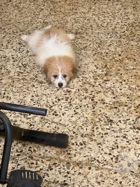 Shih Tzu / Pomeranian Mix