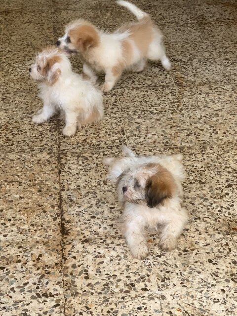 Shih Tzu / Pomeranian Mix