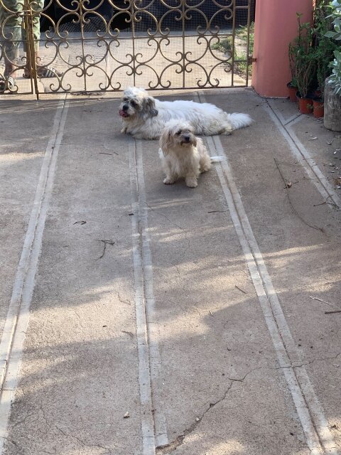 Shih Tzu / Pomeranian Mix