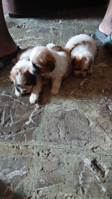 Shih Tzu / Pomeranian Mix