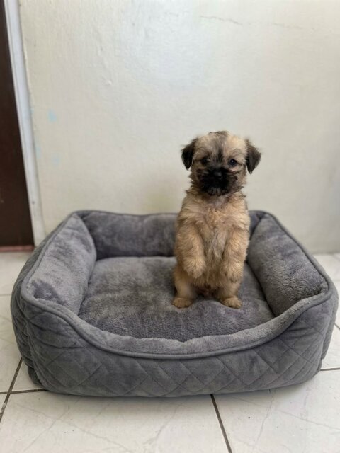 Yorkie Mix Pup