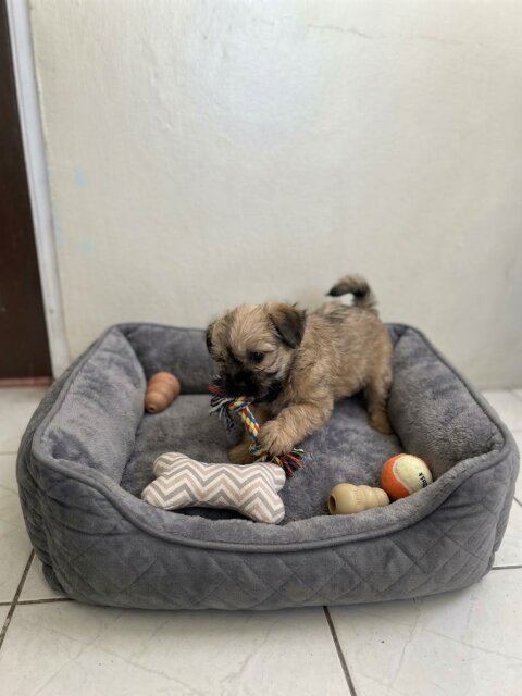 Yorkie Mix Pup Dogs Duhaney