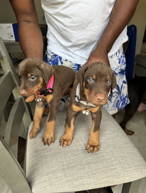 Full Bred Doberman Pups