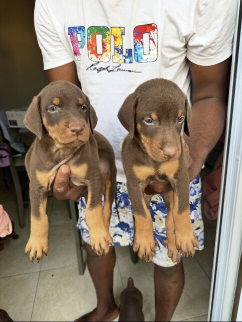 Full Bred Doberman Pups Dogs Anchovy