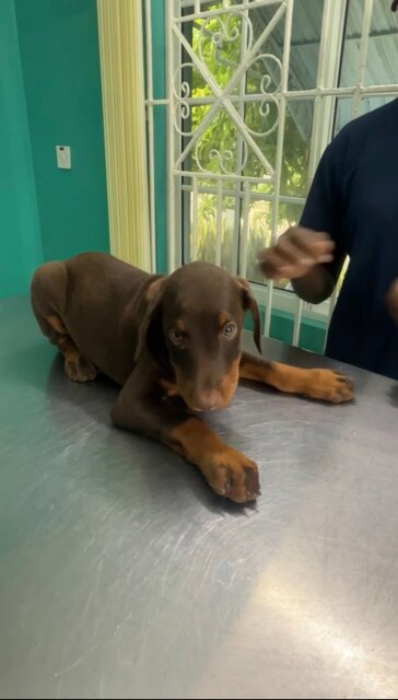 Full Bred Doberman Pups