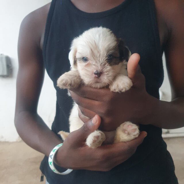 Female Shih Tzu Pup Dogs Portmore