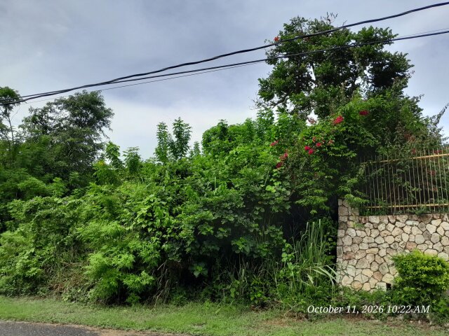 Orchard Gardens Lot For Sale