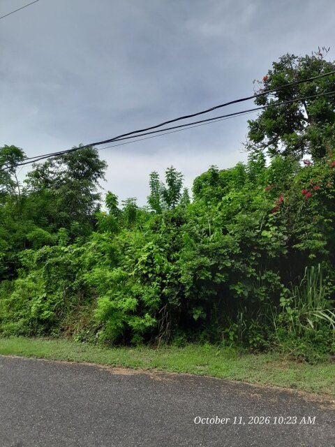 Orchard Gardens Lot For Sale