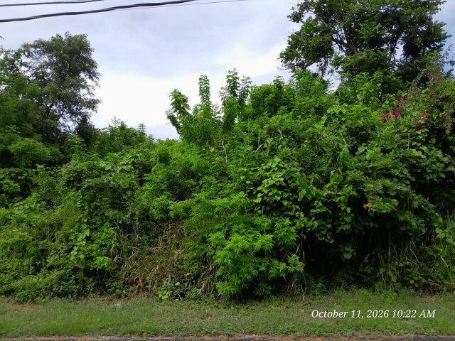 Orchard Gardens Lot For Sale