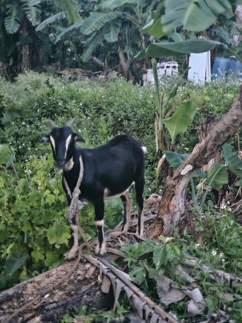 Pregnant Goat