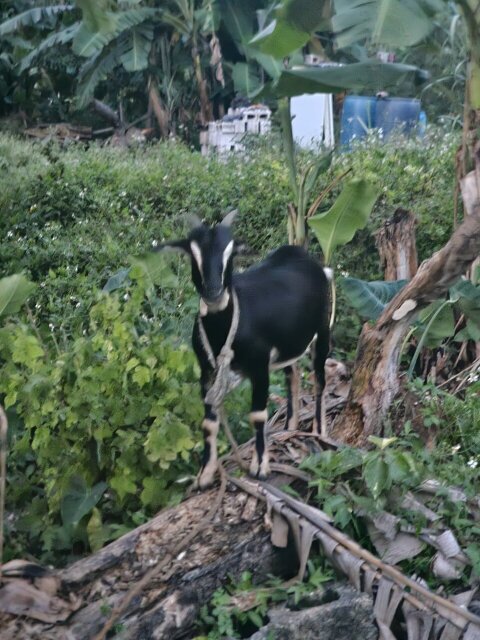 Pregnant Goat Livestock Middle Quarter P.o