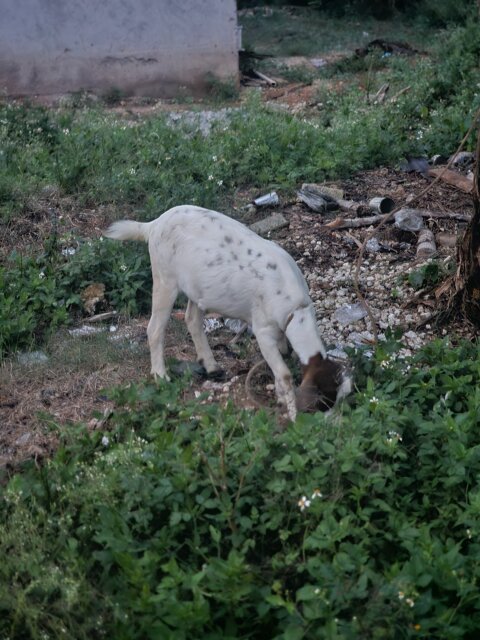 Pregnant Goat Livestock Middle Quarters P.o