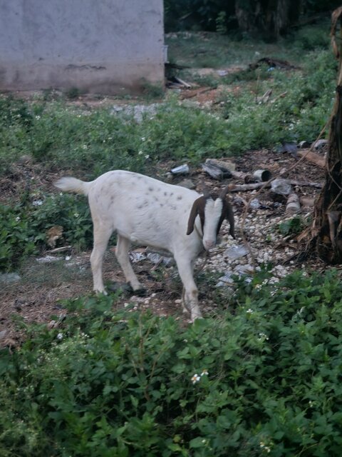 Pregnant Goat