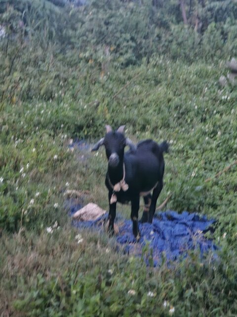 Pregnant Goat Livestock Middle Quarters
