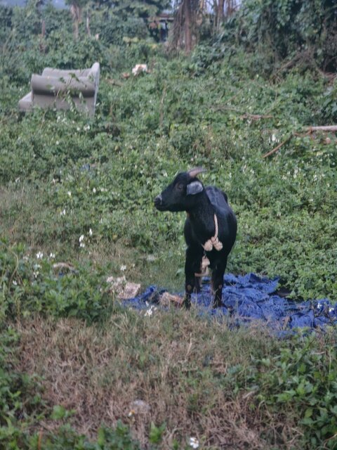 Pregnant Goat