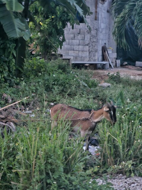 Pregnant Goat