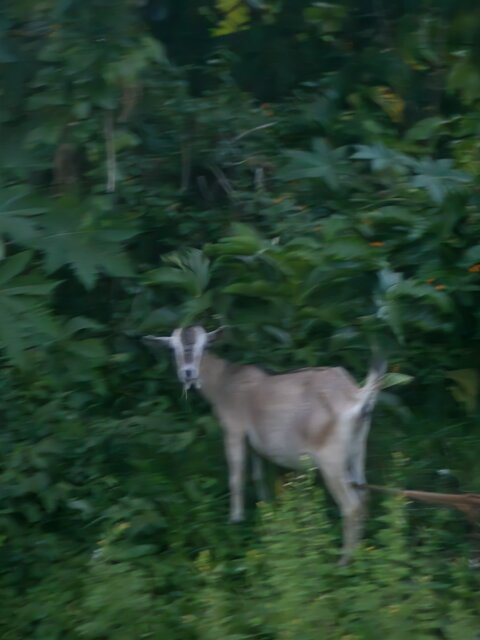 Pregnant Goat Livestock Middle Quarters