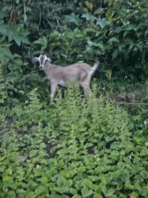 Pregnant Goat