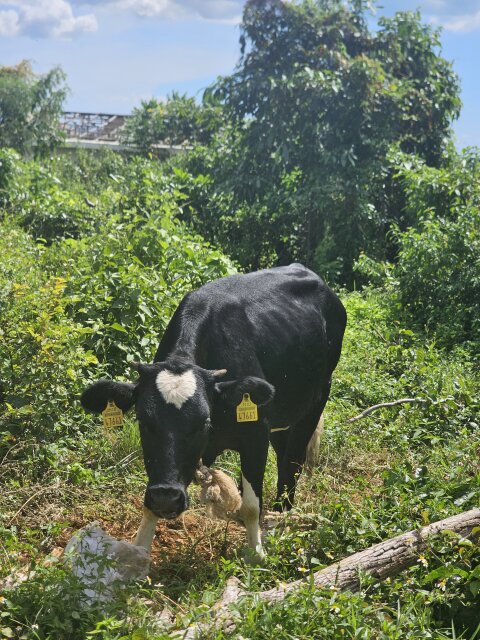 Cow Calf