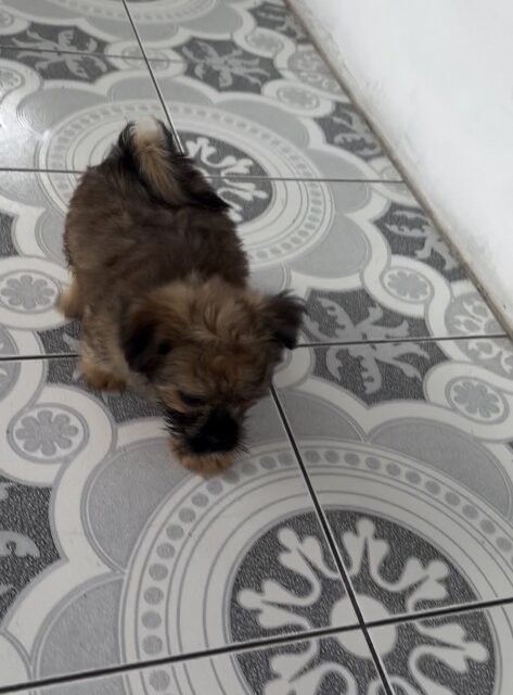 Pomeranian Mix