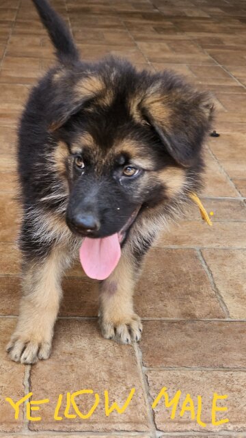German Shepherd Puppies