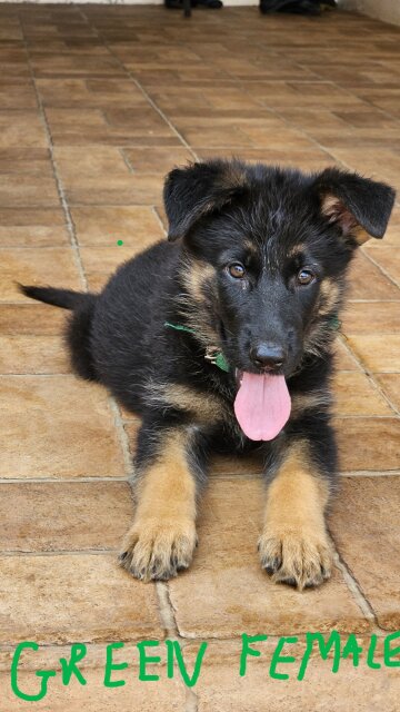 German Shepherd Puppies