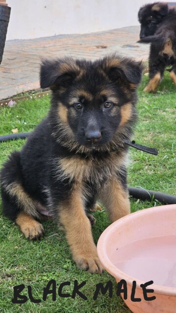 German Shepherd Puppies