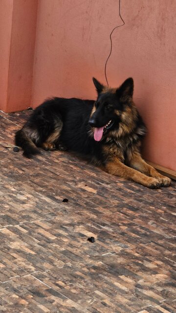 German Shepherd Puppies