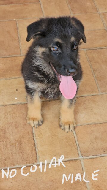 German Shepherd Puppies