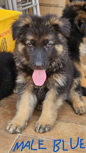 German Shepherd Puppies Dogs Mandeville