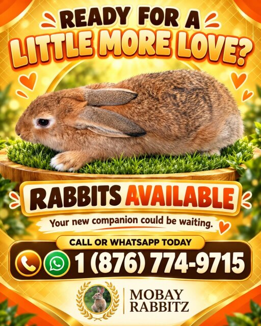 Rabbits For Sale