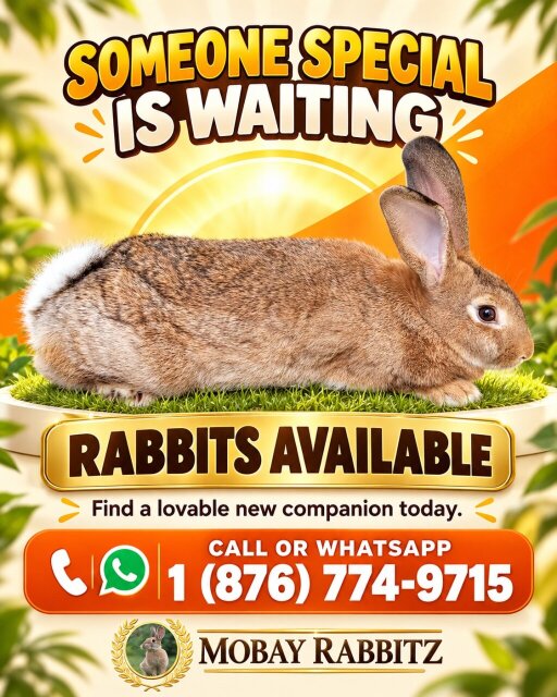 Rabbits For Sale