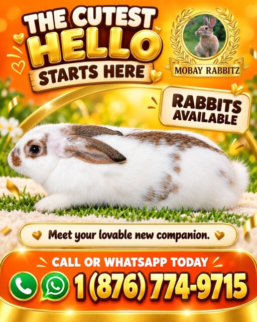 Rabbits For Sale