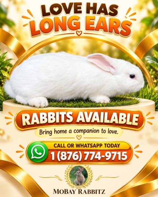 Rabbits For Sale