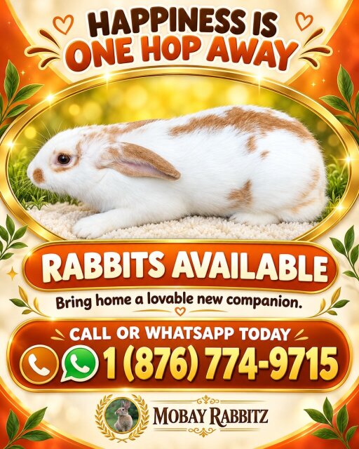 Rabbits For Sale