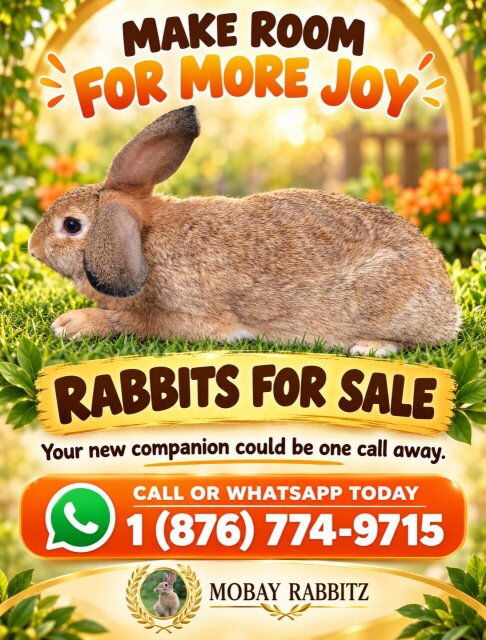 Rabbits For Sale Other Pets Montego Bay