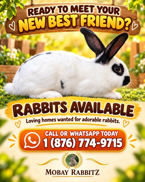 Rabbits For Sale